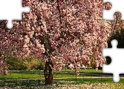 Drzewo, Magnolia, Kwiaty, Park, Wiosna