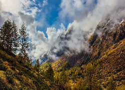 Jesień, Góry, Chmury, Drzewa, Rośliny, Val Cane, Włochy