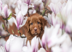 Pies, Szczeniak, Brązowy, Kwiaty, Magnolie
