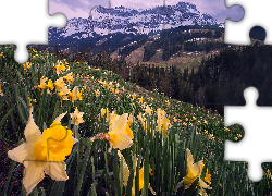 Wiosna, Góry, Alpy Emmentalskie, Dolina Emmental, Łąka, Narcyzy żonkile, Kanton Berno, Szwajcaria