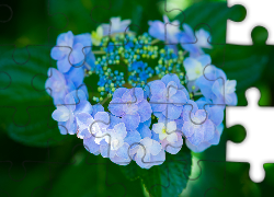 Niebieski, Kwiat, Hortensja, Liście