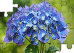 Kwiat, Niebieski, Hortensja, Liście