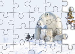 Niedźwiedzie polarne, Niedźwiedzica, Niedźwiadek, Śnieg