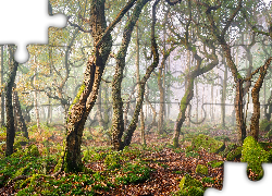 Las, Drzewa, Mgła, Omszone, Kamienie, Park Narodowy Peak District, Hrabstwo Derbyshire, Anglia