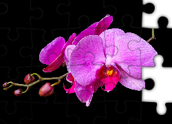 Kwiat, Różowa, Orchidea, Storczyk, Pąki