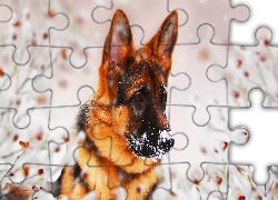 Pies, Owczarek niemiecki, Śnieg, Grafika