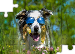 Pies, Owczarek australijski, Okulary, Kwiaty