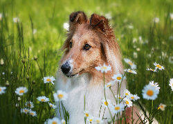 Pies, Owczarek szetlandzki, Łąka, Kwiaty