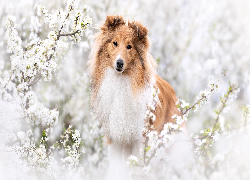 Pies, Owczarek szetlandzki, Gałązki, Kwiaty, Białe