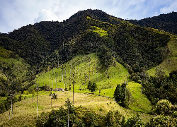 Wzgórza, Lasy, Drzewa, Palmy, Trawa, Dolina, Cocora Valley, Kolumbia