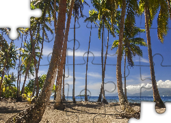 Drzewa, Palmy kokosowe, Morze, Wyspa Tahaa, Polinezja Francuska