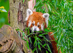 Panda czerwona, Pandka ruda, Liście, Kłoda