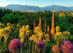 Kanada, Kolumbia Brytyjska, Vancouver, Park Królowej Elżbiety, Wzgórza, Drzewa, Kwiaty