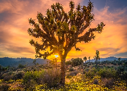 Drzewa, Góry, Zachód słońca, Park Narodowy Joshua Tree, Kalifornia, Stany Zjednoczone