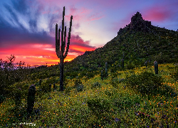 Stany Zjednoczone, Arizona, Park stanowy, Picacho Peak, Góra, Zachód słońca, Kaktusy, Kwiaty, Łąka