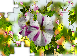 Kwiaty, Pachnący groszek, Petunia, Grafika