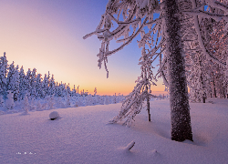 Zima, Śnieg, Las, Ośnieżone, Drzewa, Poranek