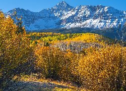 Stany Zjednoczone, Kolorado, Góra, Wilson Peak, Las, Drzewa, Krzewy Jesień