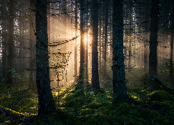 Las, Przebijające światło, Mgła, Drzewa