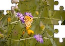 Fioletowe, Kwiaty, Motyl, Przestrojnik jurtina