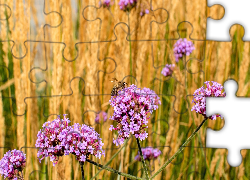 Kwiaty, Werbena patagońska, Pszczoła