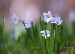 Puszkinia cebulicowata, Biało-niebieskie, Kwiaty