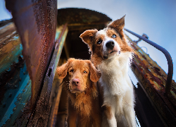 Dwa, Psy, Retriever z Nowej Szkocji, Border collie, Zardzewiały, Wagon Spojrzenie