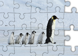 Pingwiny, Rodzina, Zima, Śnieg