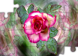Róża, Krople, Grafika
