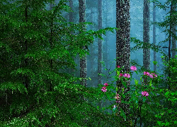 Las, Drzewa, Różanecznik, Kwiaty, Paprocie, Mgła