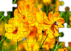 Kwiaty, Pomarańczowe, Kosmee, Pszczoła