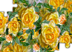 Kwiaty, Rozkwitnięte, Żółte, Róże, Grafika