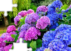Hortensja, Różowe, Niebieskie, Kwiaty