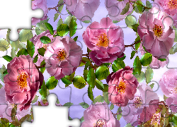 Kwiaty, Dzikie róże, Grafika 2D