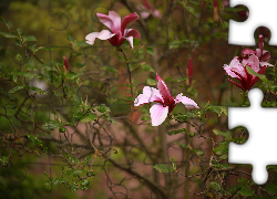 Magnolia purpurowa, Różowe, Kwiaty