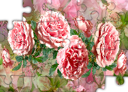 Różowe, Kwiaty, Rozwinięte, Róże, Grafika