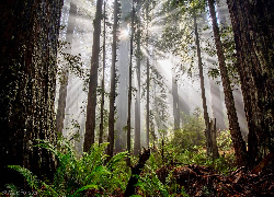 Las, Drzewa, Paprocie, Przebijające światło, Mgła