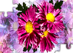 Kwiaty, Astry, Grafika
