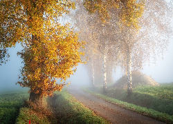 Jesień, Droga, Ścieżka, Pole, Mgła, Brzoza, Siano, Poranek ścieżce