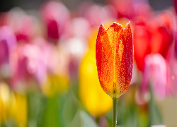 Rozświetlony, Czerwono-żółty, Tulipan