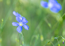 Kwiaty, Niebieski, Len, Pąki
