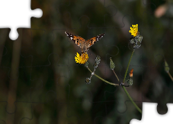 Motyl, Rusałka osetnik, Żółty, Kwiat