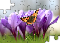 Motyl, Rusałka pokrzywnik, Kwiaty, Krokusy