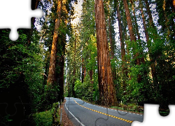 Stany Zjednoczone, Kalifornia, Las, Droga, Park Narodowy Redwood