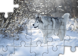 Pies, Siberian husky, Śnieg