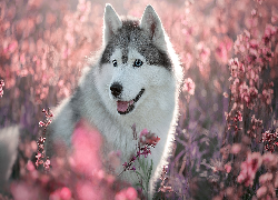 Pies, Siberian husky, Różowe, Kwiaty
