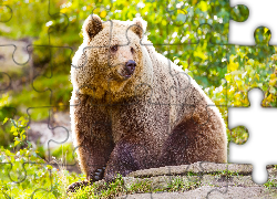 Siedzący, Niedźwiedź brunatny