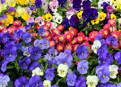 Kwiaty, Wiosenne, Kolorowe, Bratki, Stokrotki
