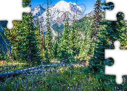Góry, Drzewa, Świerki, Park Narodowy Mount Rainier, Kwiaty, Stan Waszyngton, Stany Zjednoczone