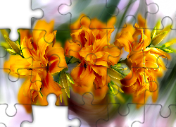Kwiaty, Pomarańczowe, Lilie, Grafika